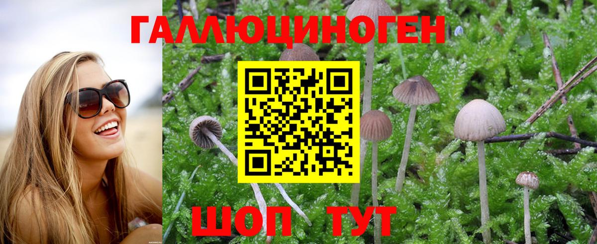 Новочебоксарск  Псилоцибиновые грибы ЛСД  Псилоцибиновые грибы Psilocybine cubensis  Вход с VPN 